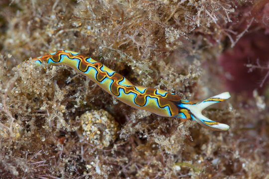 Thuridilla neona sea slug; Maui, Hawaii, United States of America