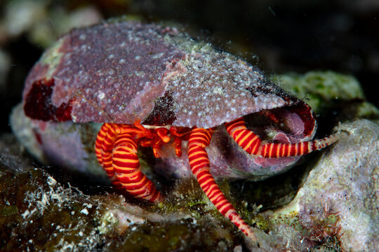 A Halloween hermit crab, Ciliopagurus strigatus, crawls across a coral reef in the Solomon Islands. This species of crab most commonly inhabits cone shells due to its flattened body shape.