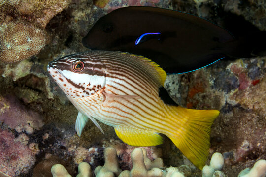 Rarely seen mature endemic female hogfish (Bodianus albotaeniatus) with endemic Hawaiian Cleaner Wrasse (Labroides phthirophagus); Maui, Hawaii, United States of America