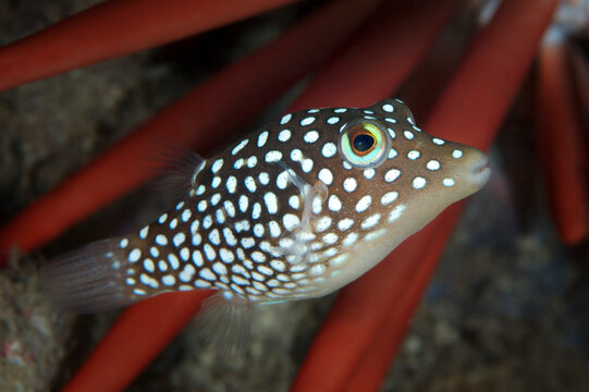 Endemic, Hawaiian Spotted Toby (Canthigaster jactator) with a red pencil urchin (Heterocentrotus mamillatus); Maui, Hawaii, United States of America