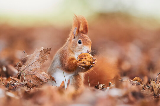 Eurasian red squirrel (Sciurus vulgaris) carrying a nut in it's mouth in autumn; Bavaria, Germany