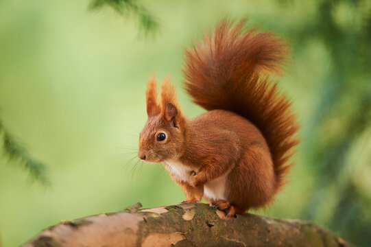 Eurasian red squirrel (Sciurus vulgaris) alert on a tree branch; Bavaria, Germany
