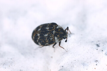 Carpet beetle Anthrenus (Dermestidae) on the wall of the room. It's a common pest in homes. The larva of this beetle is a pest in skin products.