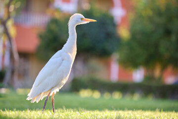 White cattle egret wild bird, also known as Bubulcus ibis walking on green lawn in summer