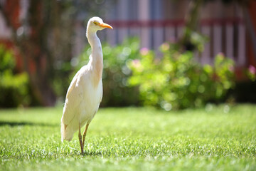 White cattle egret wild bird, also known as Bubulcus ibis, walking on green lawn at hotel yard in summer