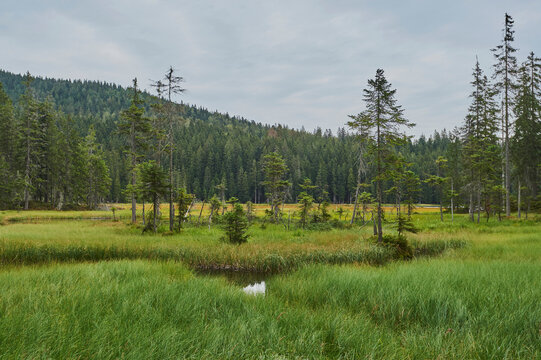 Grassland next to lake Arbersee, Bavarian Forest National Park; Bavaria, Germany