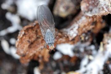 Small fly with brown eyes and numerous hairs on the body with clearly visible morphological details.