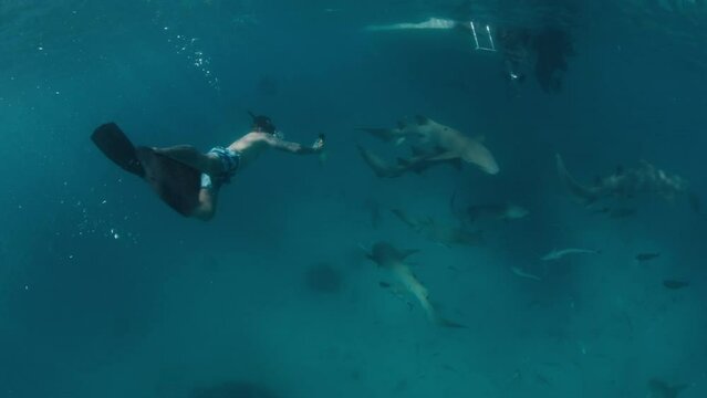 Man and shark. Young man snorkelling with the Nurse sharks, Ginglymostoma cirratum, in the tropical sea