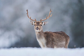 Fallow deer buck (Dama dama) portrait on a snowy meadow; Bavaria, Germany