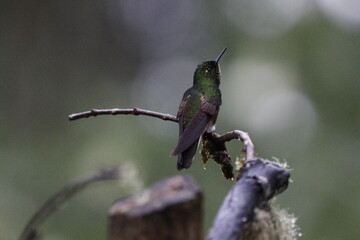 Colibrí espectacular. Manizales, Caldas, Colombia. © Santiago