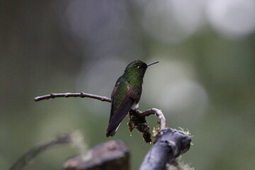 Colibrí espectacular. Manizales, Caldas, Colombia. © Santiago