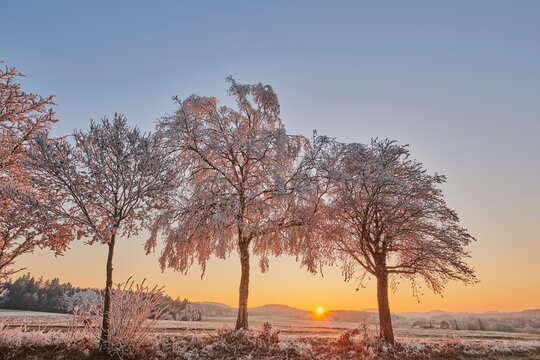 Frozen coloured silver birch, warty birch or European white birch (Betula pendula) on a meadow at sunrise; Bavaria, Germany