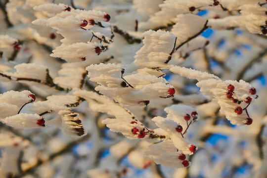 Frozen rowan or mountain-ash (Sorbus aucuparia) fruits; Bavaria, Germany