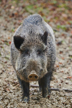 Wild boar (Sus scrofa) in a forest, Kleine Fatra, Carpathian Mountains; Horna Suca, Slovakia