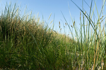 Grass on the beach