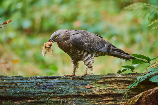 European honey buzzard (Pernis apivorus) perched on a limb with his prey in it's beak, captive, Bavarian Forest National Park; Bavaria, Germany