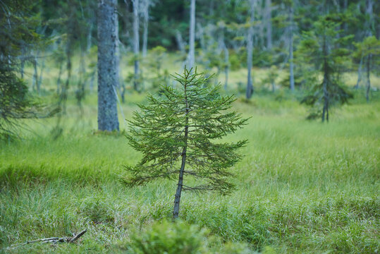 A young Norway spruce (Picea abies) tree growing in a forest, Bavarian Forest National Park; Bavaria, Germany