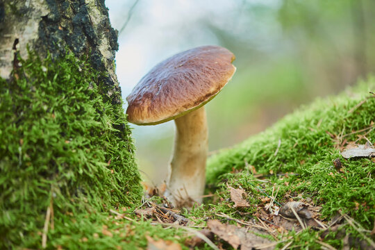 Cep, penny bun, porcino or porcini (Boletus edulis) mushroom; Bavaria, Germany