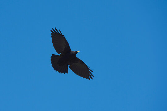 Alpine chough or Yellow-billed chough (Pyrrhocorax graculus), Grossglockner, High Tauern National Park; Austria