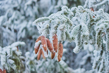 Frozen Norway spruce or European spruce (Picea abies) pine cones hanging on a tree; Bavaria, Germany