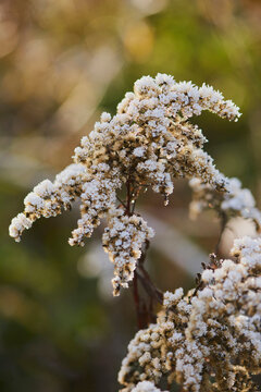 Frozen hemp-agrimony or holy rope (Eupatorium cannabinum); Bavaria, Germany