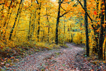 Naklejka premium Autumn scenery. Beautiful gold falls in the forest. Beautiful scene in a yellow autumn forest.