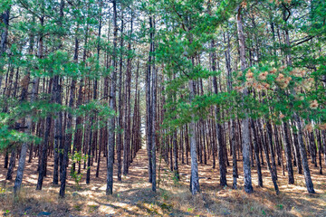 Rows of forest pine trees. Natural background