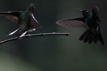 Hermosos colibrís en Manizales, Caldas, Colombia © Santiago