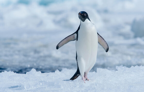 An Adelie penguin lands on the ice after jumping out of the nearby water in Antarctica.