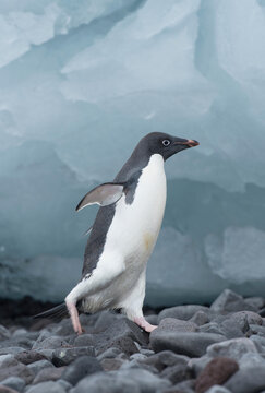 An Adelie penguin walks along the beach on Paulet island in Antarctica.