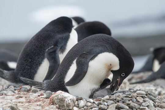 An Adelie penguin feeds its penguin chick at the penguin colony on Brown Bluff, Antarctica.