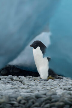 An Adelie penguin walks among blue ice bergy bits along the rocky shoreline at Brown Bluff, Antarctica.