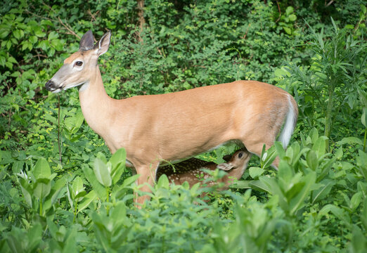 A doe, white-tailed deer nurses a fawn amidst tall plants found along the forests that border Skyline Drive, part of the Shenandoah National Park in V