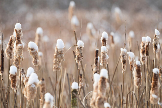 Snow rests on the tops of cattails in winter.