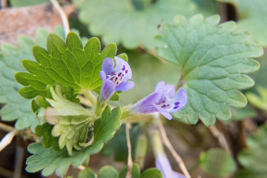 Ground-ivy blooming on the forest floor in springtime.