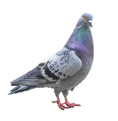 Isolated pigeon - obrazy, fototapety, plakaty