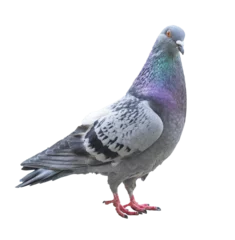 Isolated pigeon © Pink Badger