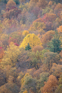 Fall foliage blankets the forests in the Shenandoah National Park and Shenandoah Valley in Virginia.