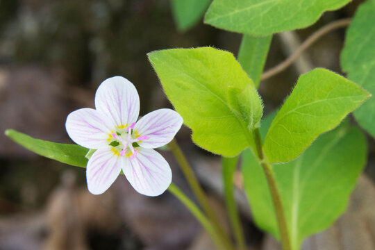 Spring Beauty, Claytonia virginica blooming on the forest floor.