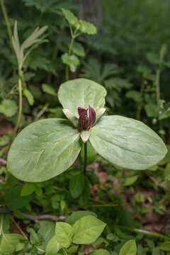 Little sweet Betsy or Trillium cuneatum, in bloom on the forest floor.