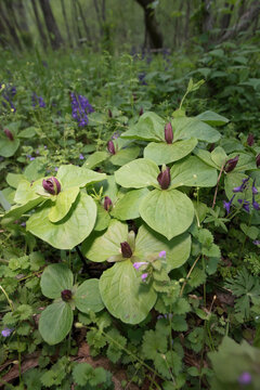 Little sweet Betsy or Trillium cuneatum, in bloom on the forest floor.