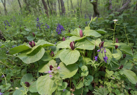 Little sweet Betsy or Trillium cuneatum, in bloom on the forest floor.