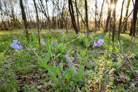 Virginia bluebells bloom on the forest floor of Banshee Reeks Nature Preserve.