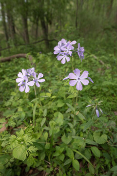 Wild blue phlox blooming at springtime in the forest.