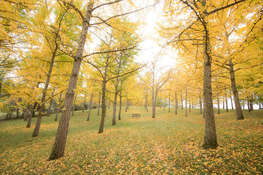 Fall foliage shows golden yellow colors on the ginko tree grove in Blandy National Arboretum, University of Virginia.