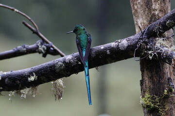 aglaiocercus kingii, conocido como colibrí de cola larga. Pájaro ubicado en Manizales, Caldas, Colombia © Santiago