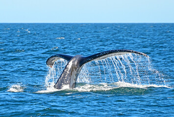 Fluke of a diving Humpback Whale, megaptera novaeangliae