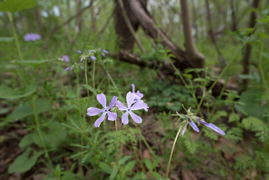 Wild blue phlox blooming at springtime in the forest.