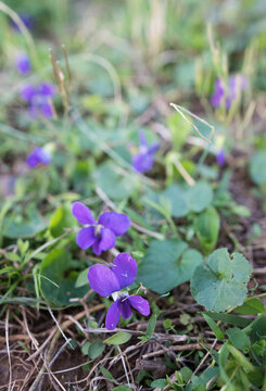 Common blue violet in bloom.