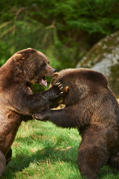 Eurasian brown bear (Ursus arctos arctos) fighting, captive, Bavarian Forest National Park; Bavaria, Germany